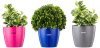 Amazon Brand – Solimo Round Planter, Set of 3 (Pink, Grey, Blue)