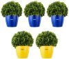 Amazon Brand – Solimo Round Planter, Set of 5 (Blue 3 Pc, Yellow 2 Pc)