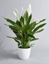 Attractive Peace Lily Flower Plant For All Season Fresh & Healthy Flower Plant Provide By Live Green