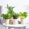 UGAOO Vastu Plants Combo of 4 Live Plants for Home & Offices – Lucky Bamboo, Money Plant Golden, Money Plant Variegeted, Jade Mini