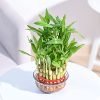 Ugaoo Lucky Bamboo 3 Layer Feng Shui Plant (Green Color)