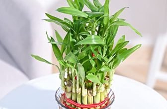Ugaoo Lucky Bamboo 3 Layer Feng Shui Plant (Green Color)