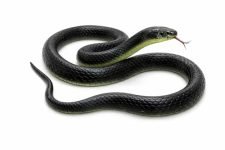 Rza 2026 (Snake Pack Of 1 Pcs) Za Realistic Black Rubber Snake Toy – 28-Inch Lifelike Garden Prop For Scaring Birds Black Skane Fake Snake Toy
