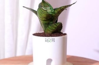 Future Roots Live Snake Plant – Air Purifying Indoor Sansevieria Plant with Self Watering Pot | Low Maintenance Plant for Home, Kitchen, Living Room, Office Desk, Bedroom