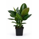 PlantaZee ficus Rubber Plant with Pot for Home Decorative and Hold on Office Desk Specially